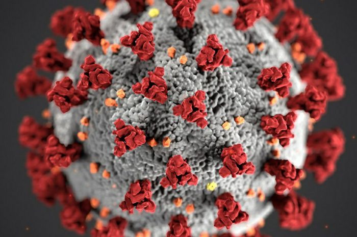 Qué son los Coronavirus, origen y síntomas